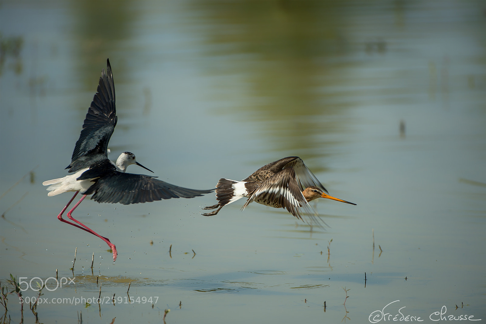 Nikon D800E sample photo. Himantopus himantopus vs limosa photography