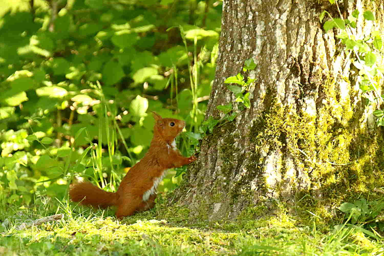 Canon EOS 7D Mark II sample photo. écureuil - squirrel photography