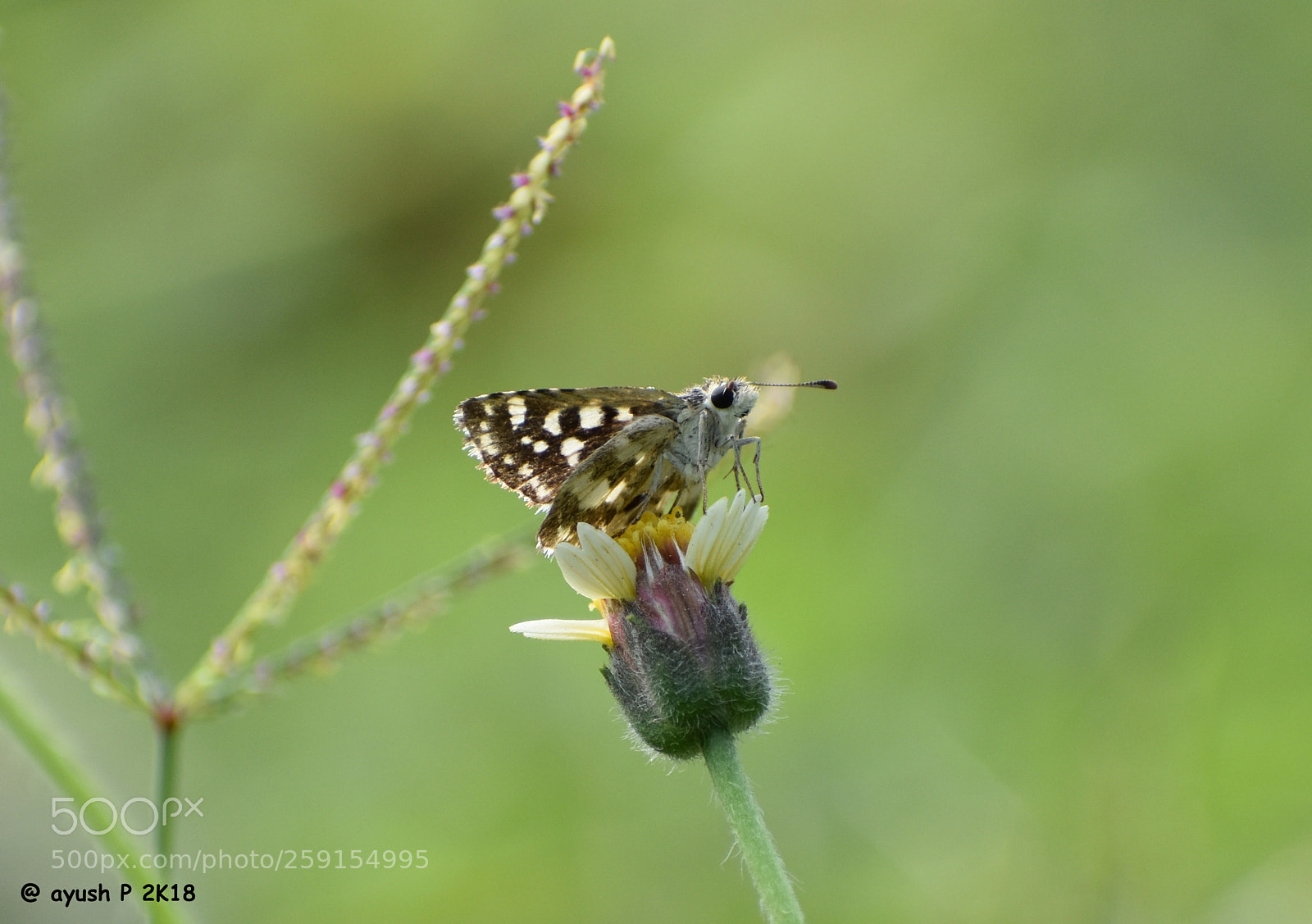 Nikon D5600 sample photo. Copy photography