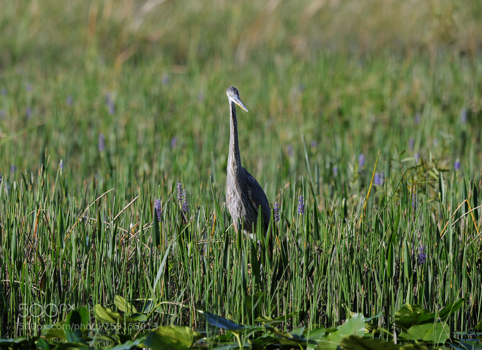 Canon EOS-1D X Mark II sample photo. 05-23-18-0019529.jpg photography