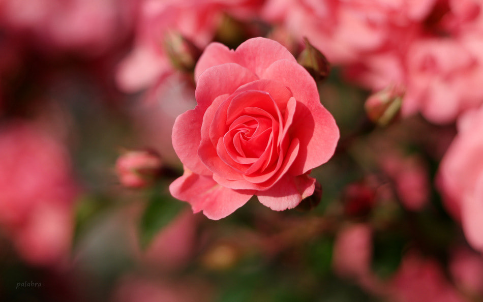 Samsung NX1 sample photo. ... photography