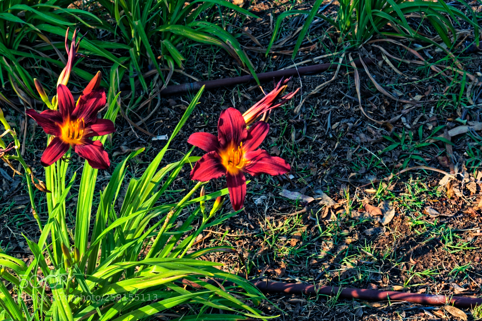 Nikon D5300 sample photo. Two red flowers close photography