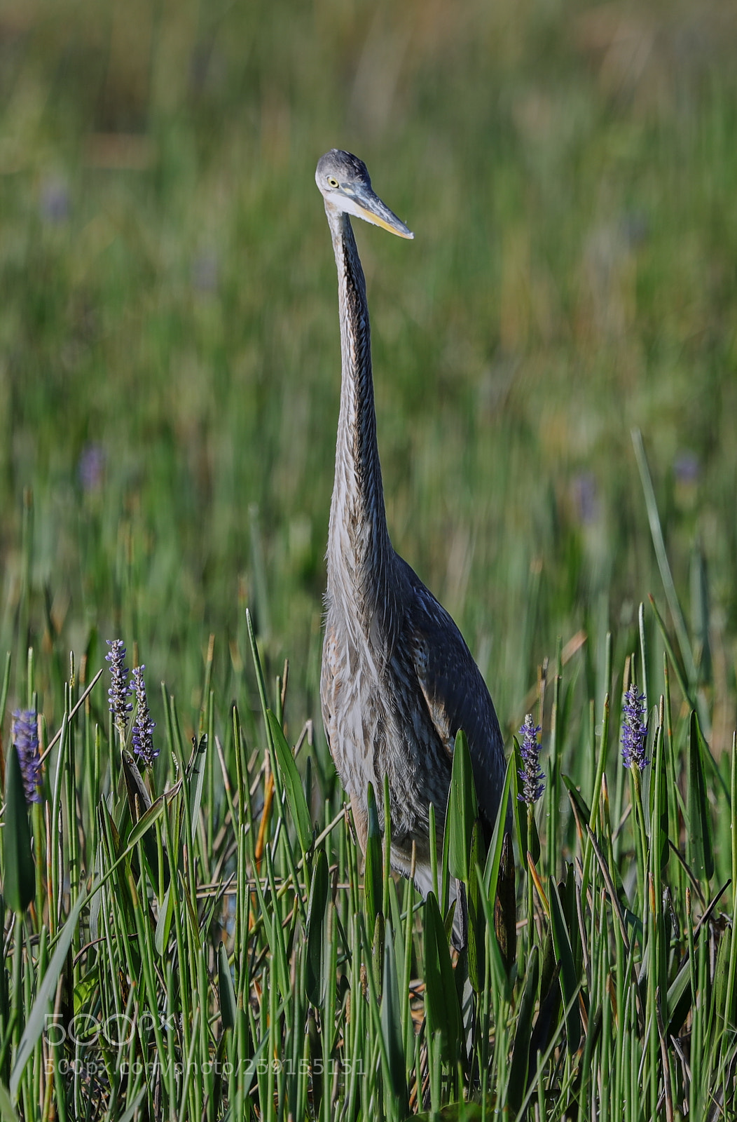 Canon EOS-1D X Mark II sample photo. 05-23-18-0019527.jpg photography