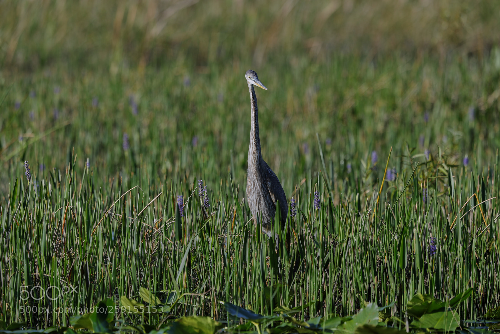 Canon EOS-1D X Mark II sample photo. 05-23-18-0019526.jpg photography