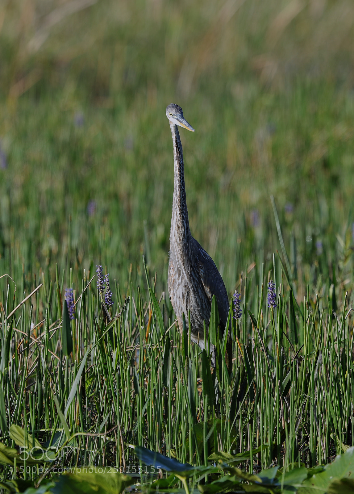 Canon EOS-1D X Mark II sample photo. 05-23-18-0019528.jpg photography
