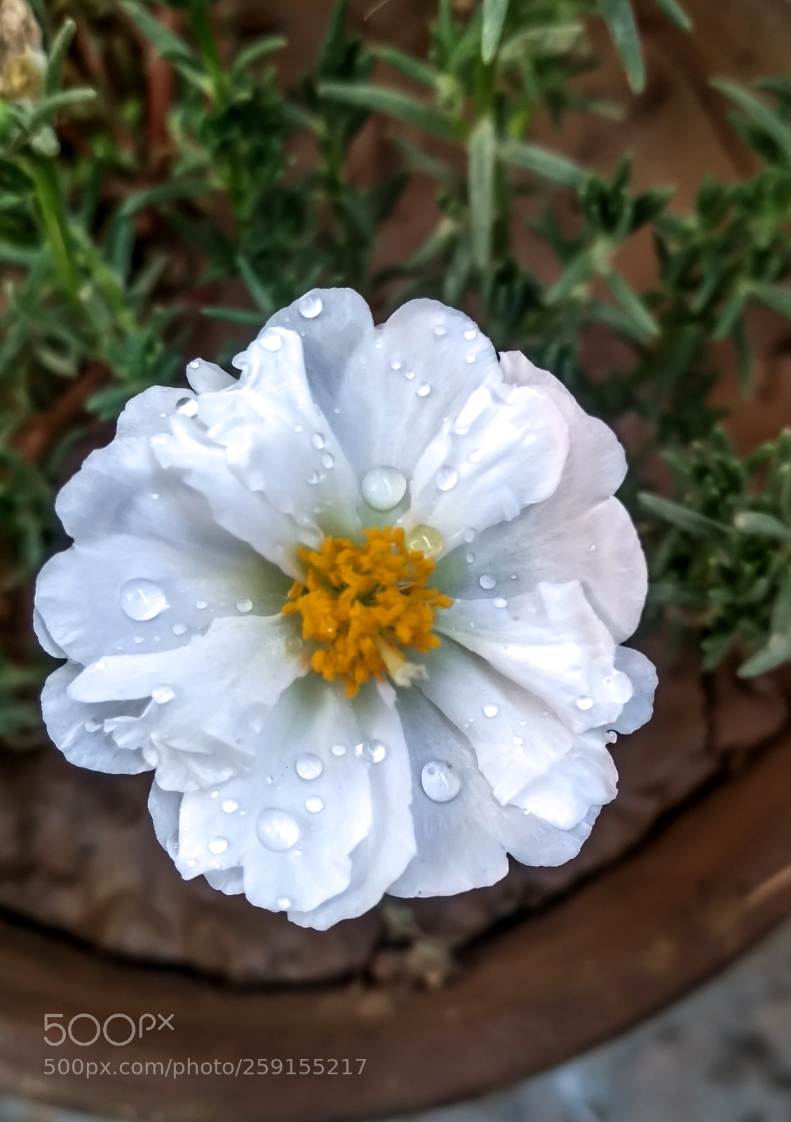 Xiaomi Redmi 4 Pro sample photo. ~white portulaca grandoflora photography