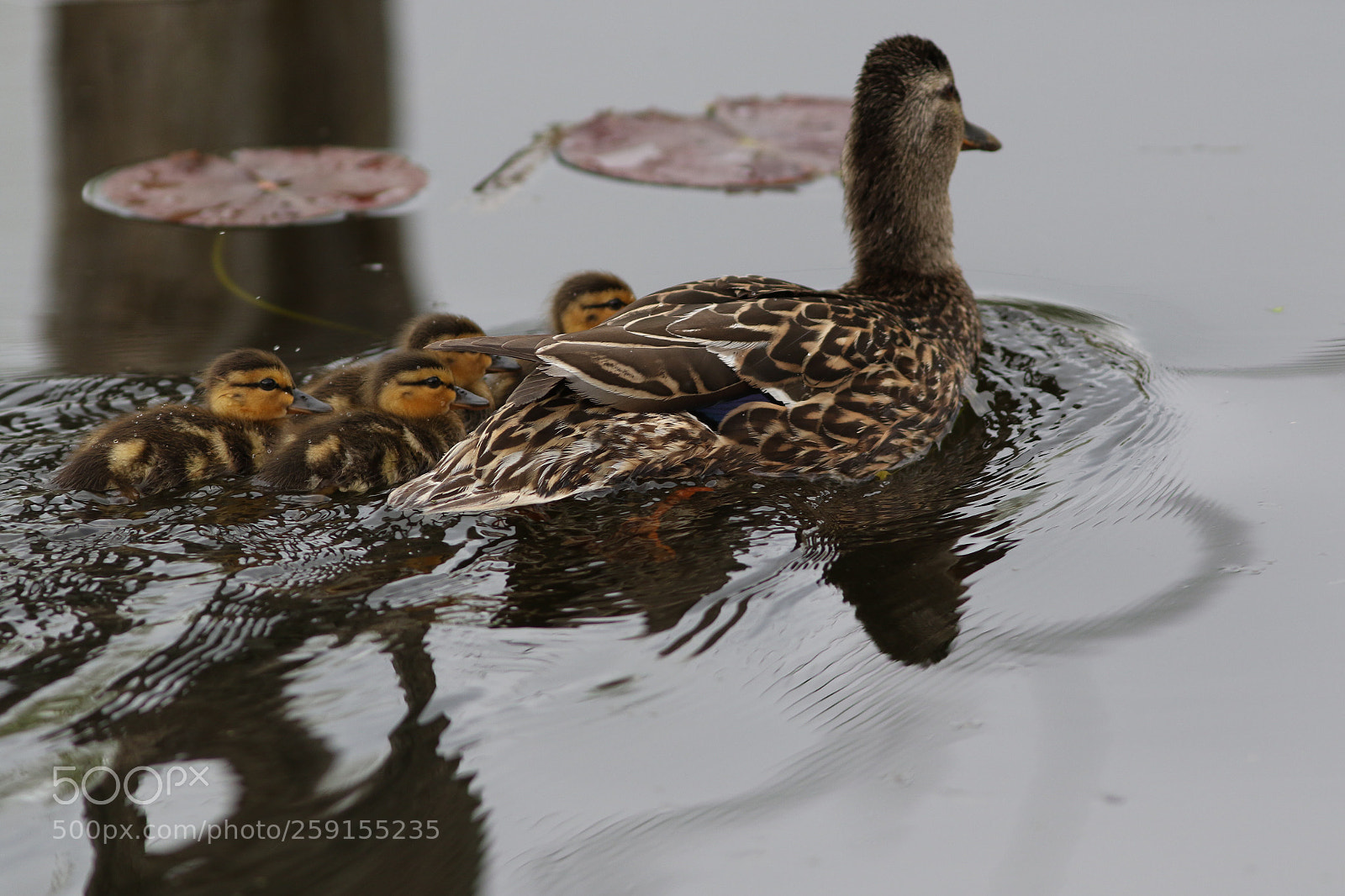Canon EOS 7D Mark II sample photo. Motherhood  photography