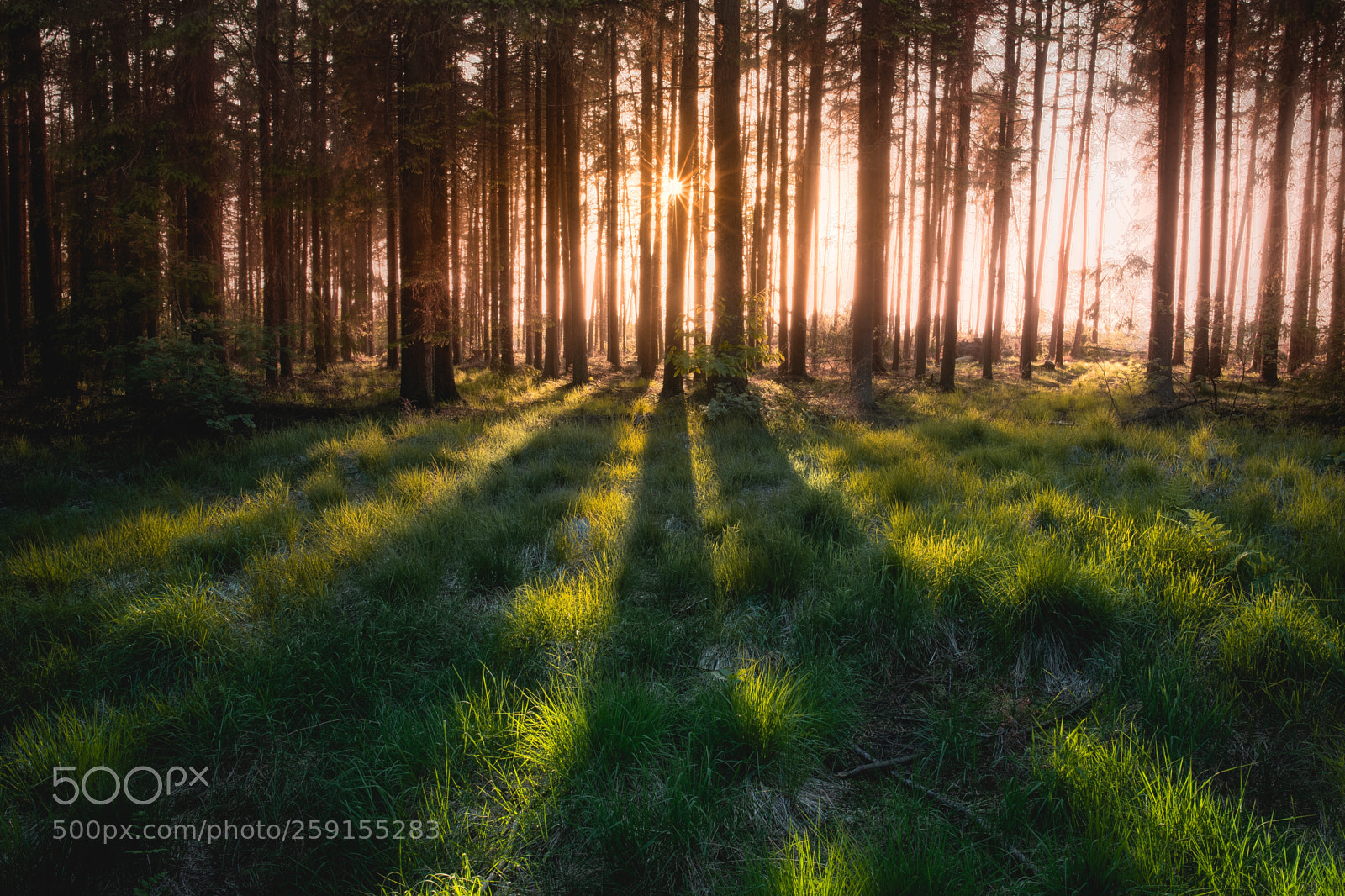 Nikon D750 sample photo. Forest sunset photography