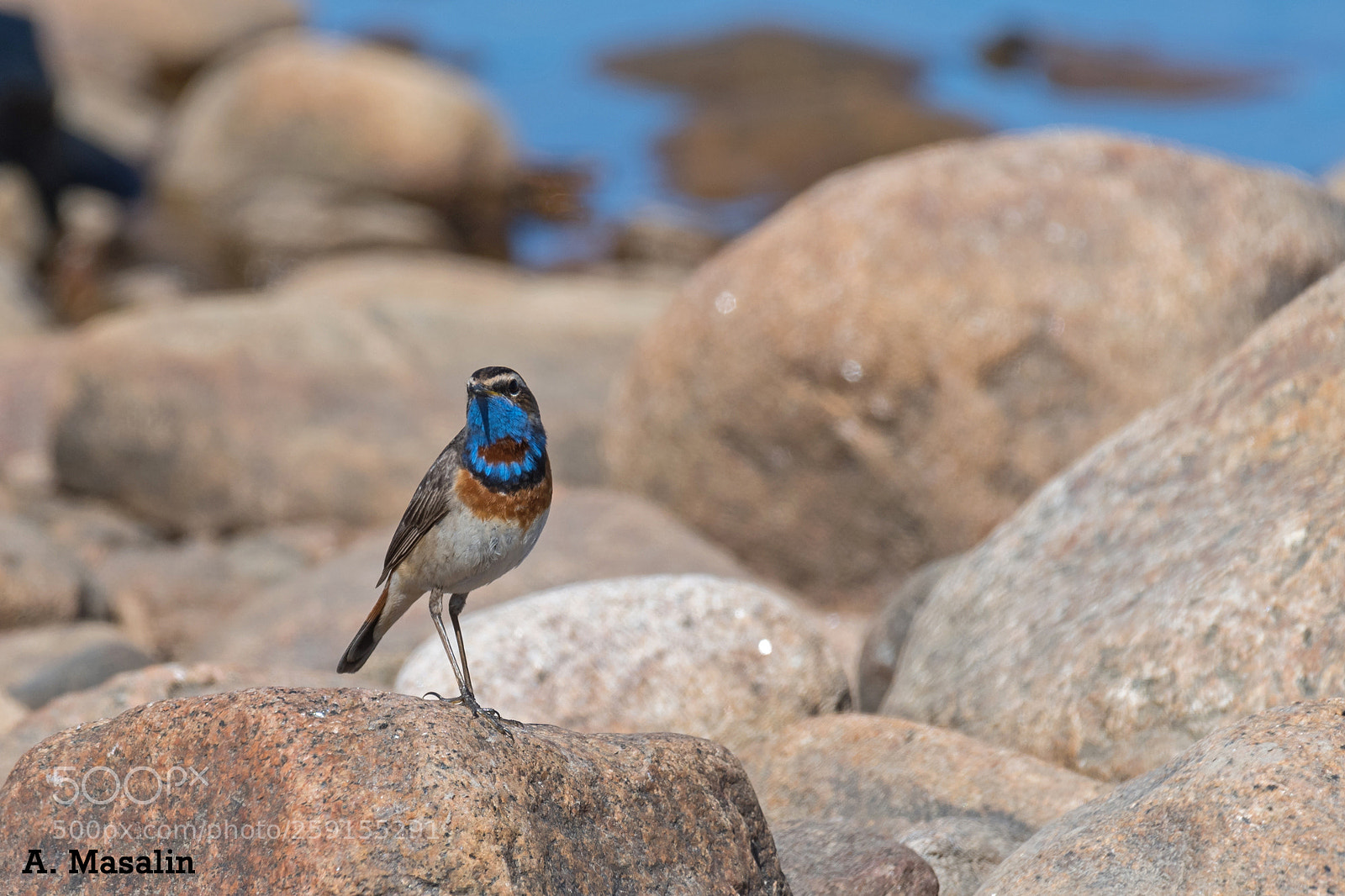 Nikon D500 sample photo. Bluethroat photography