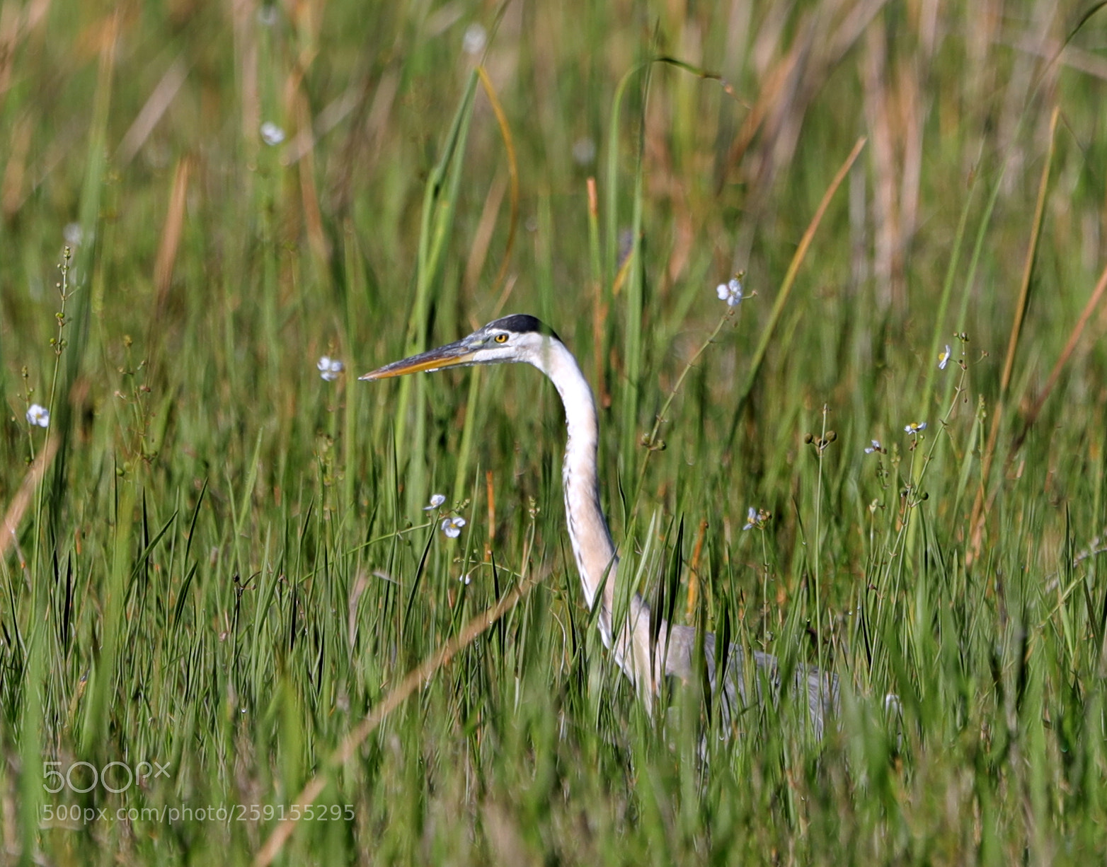 Canon EOS-1D X Mark II sample photo. 05-23-18-0019520.jpg photography