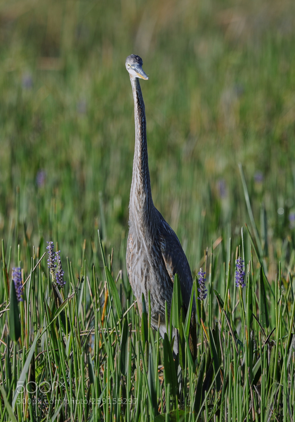 Canon EOS-1D X Mark II sample photo. 05-23-18-0019525.jpg photography