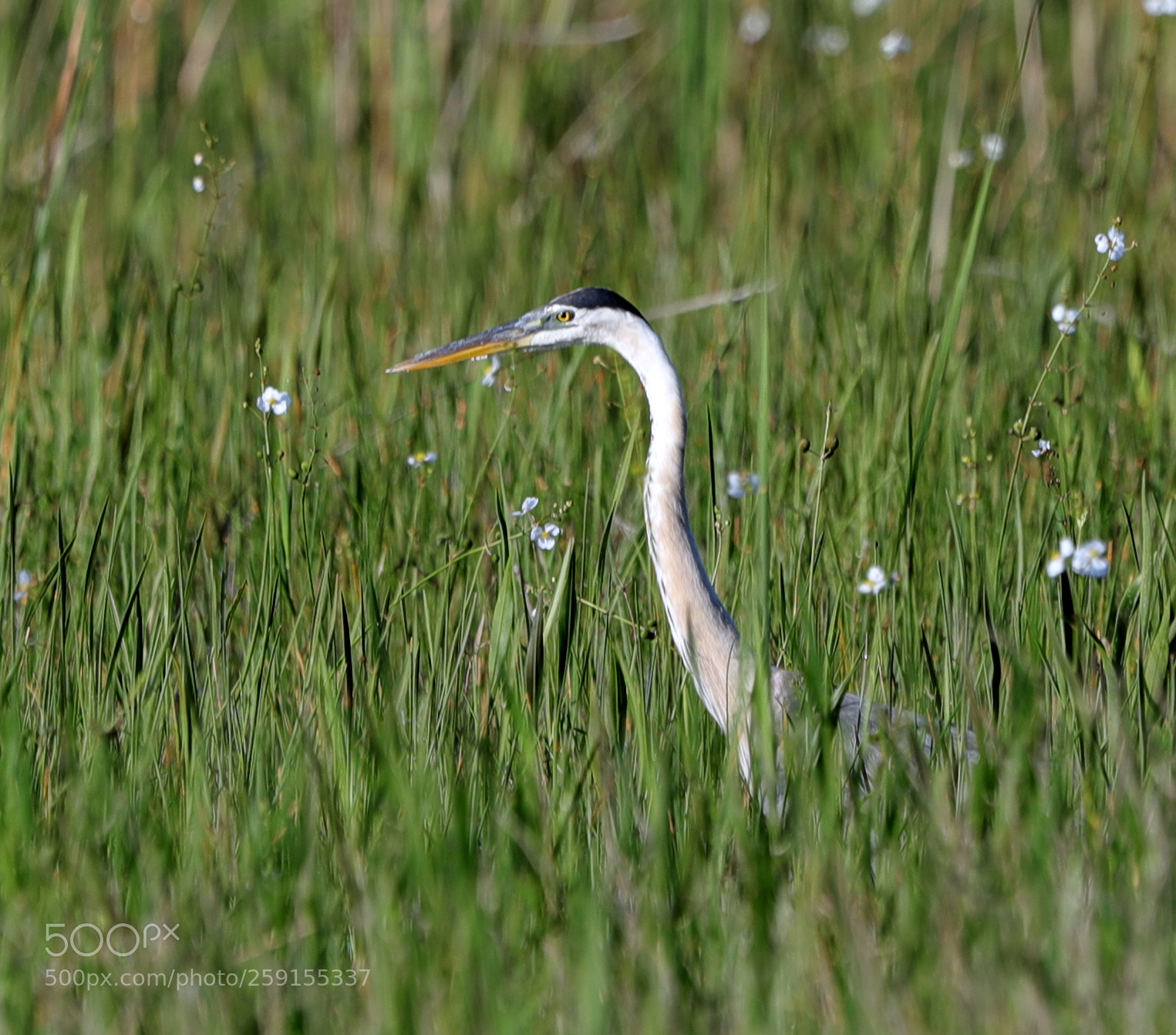 Canon EOS-1D X Mark II sample photo. 05-23-18-0019517.jpg photography
