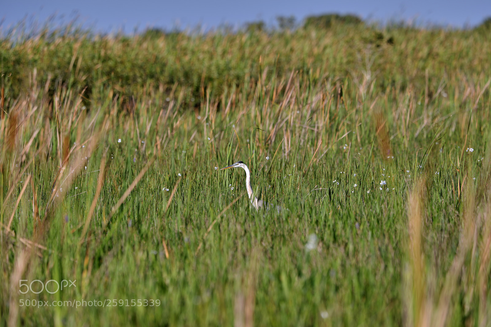 Canon EOS-1D X Mark II sample photo. 05-23-18-0019518.jpg photography
