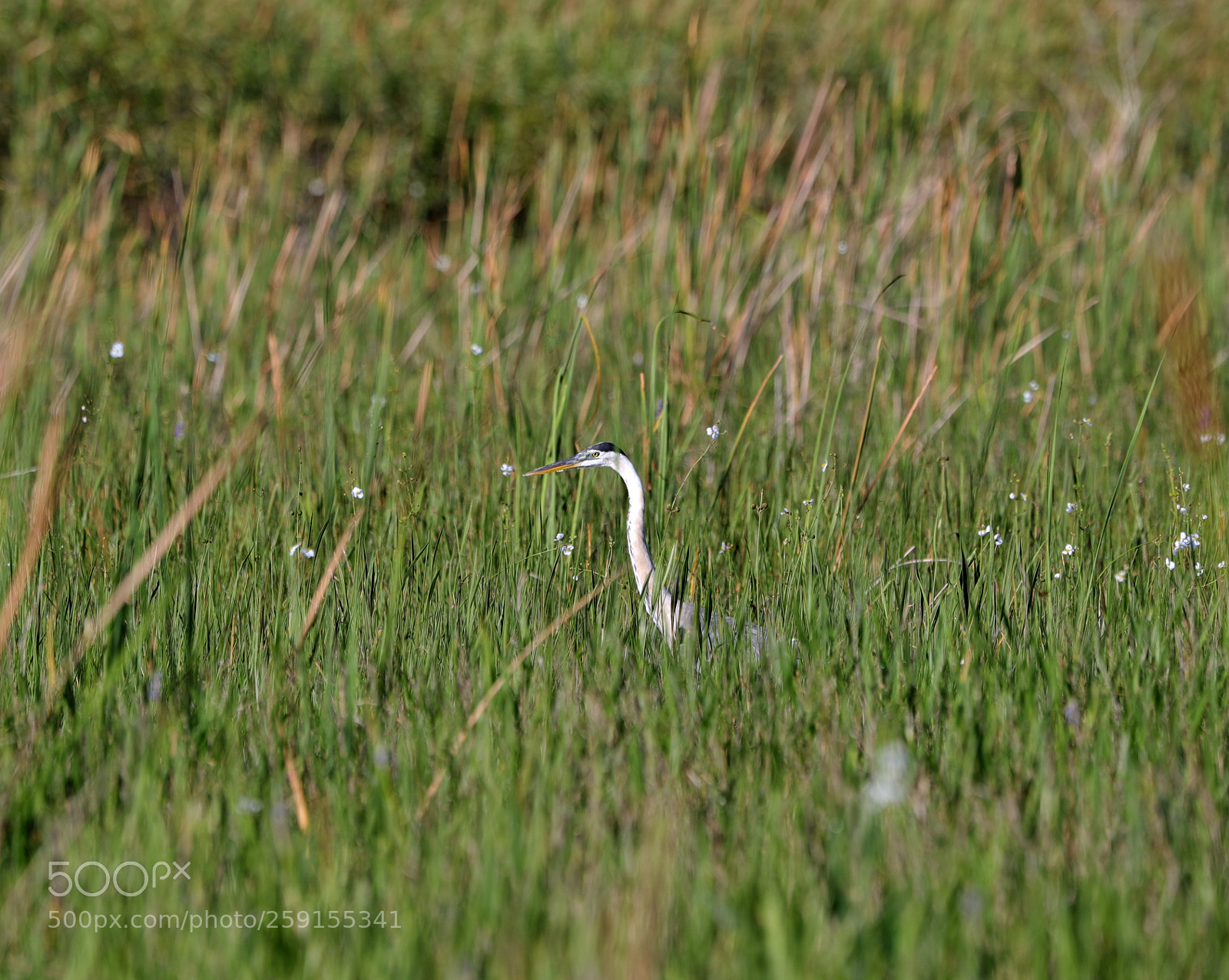 Canon EOS-1D X Mark II sample photo. 05-23-18-0019519.jpg photography