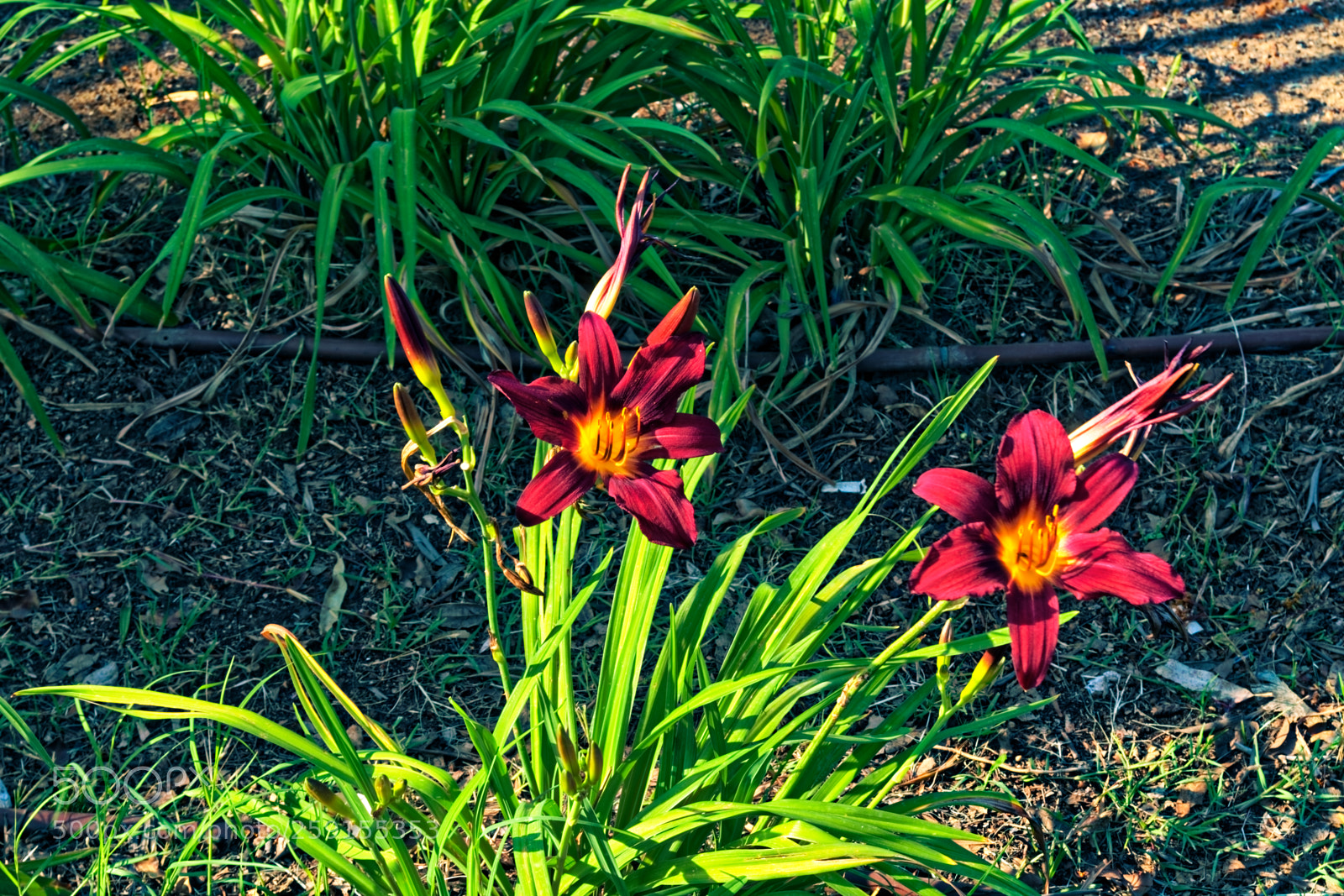 Nikon D5300 sample photo. Two red yellow flowers photography