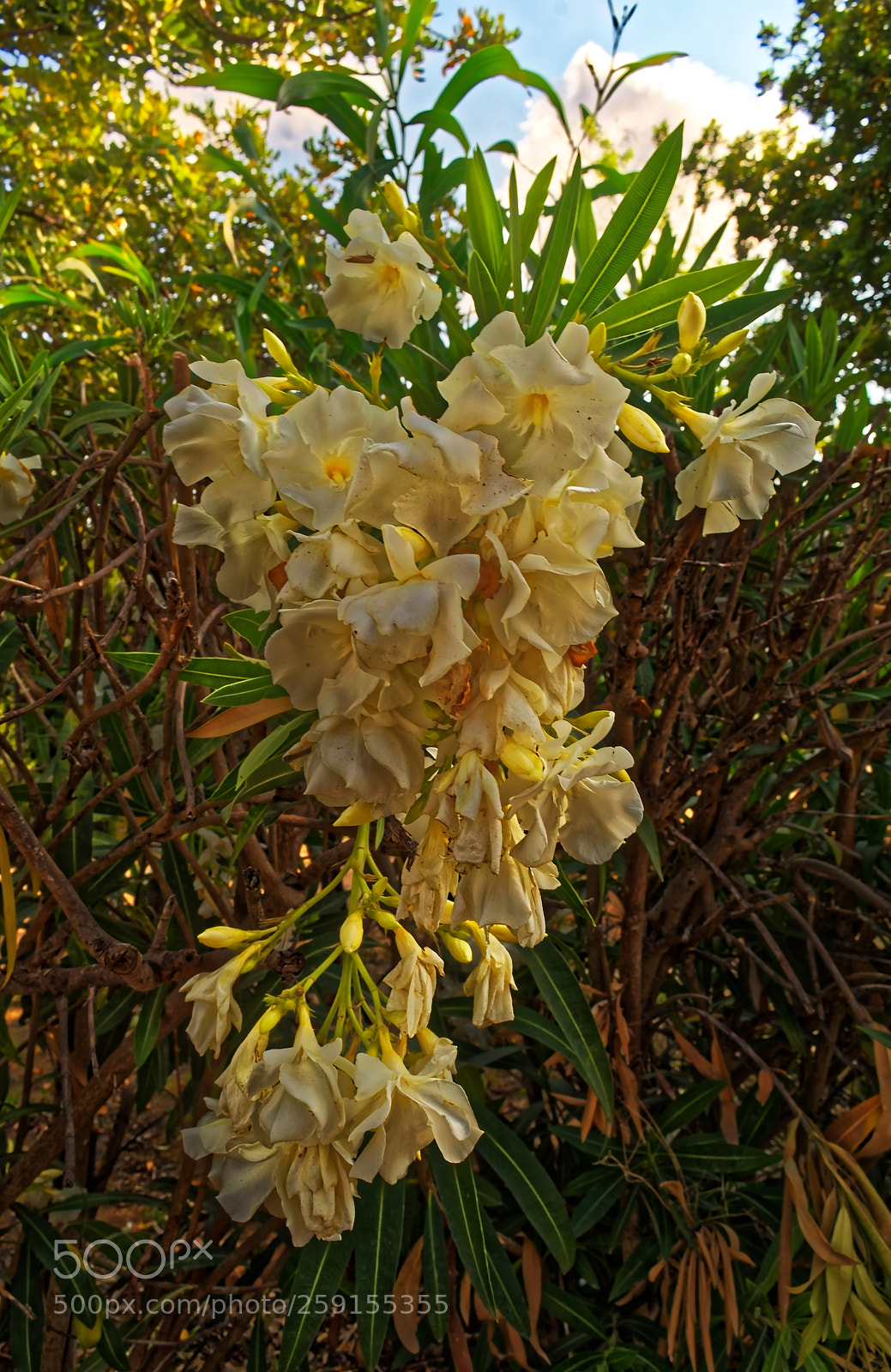 Nikon D5300 sample photo. White flower cluster in photography