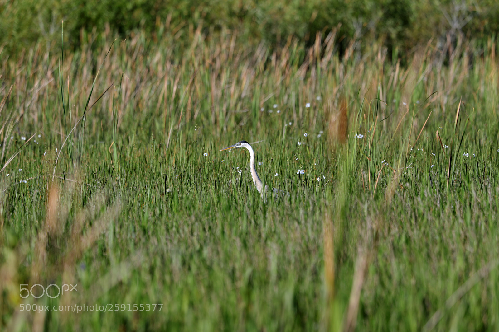 Canon EOS-1D X Mark II sample photo. 05-23-18-0019516.jpg photography