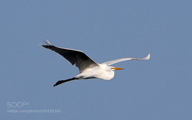 Canon EOS-1D X Mark II sample photo. 05-23-18-0019514.jpg photography