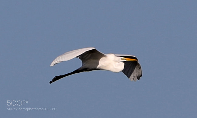 Canon EOS-1D X Mark II sample photo. 05-23-18-0019513.jpg photography