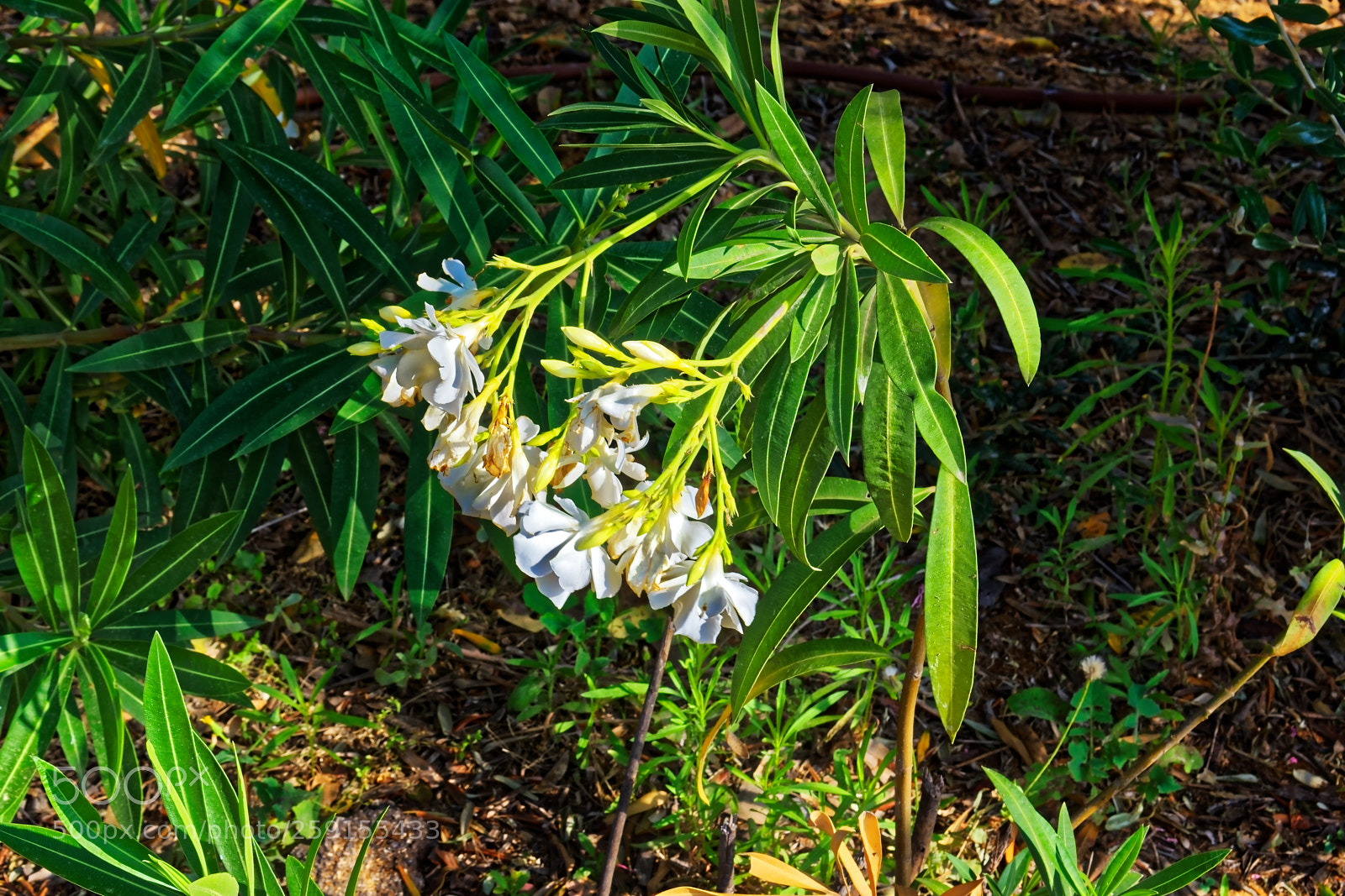 Nikon D5300 sample photo. White flower on a photography