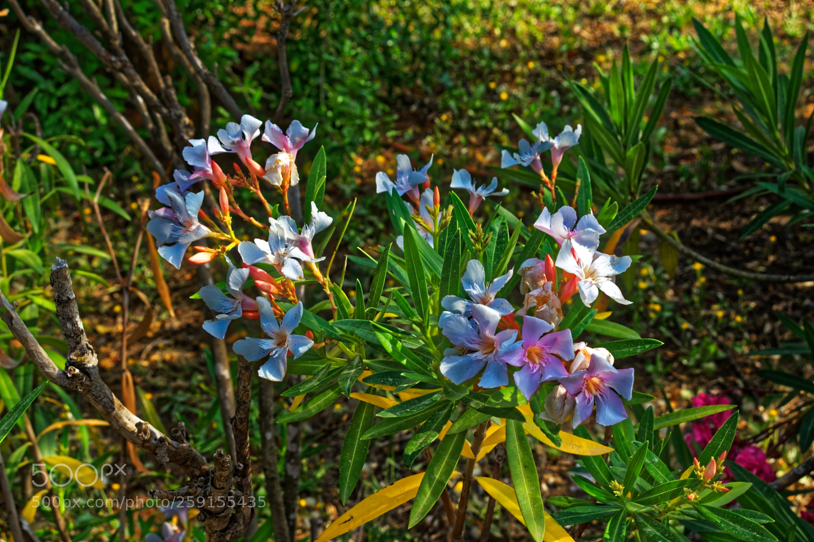 Nikon D5300 sample photo. White flowers on a photography