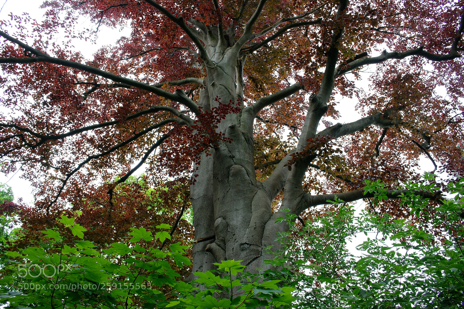 Canon EOS 700D (EOS Rebel T5i / EOS Kiss X7i) sample photo. Dxo photography