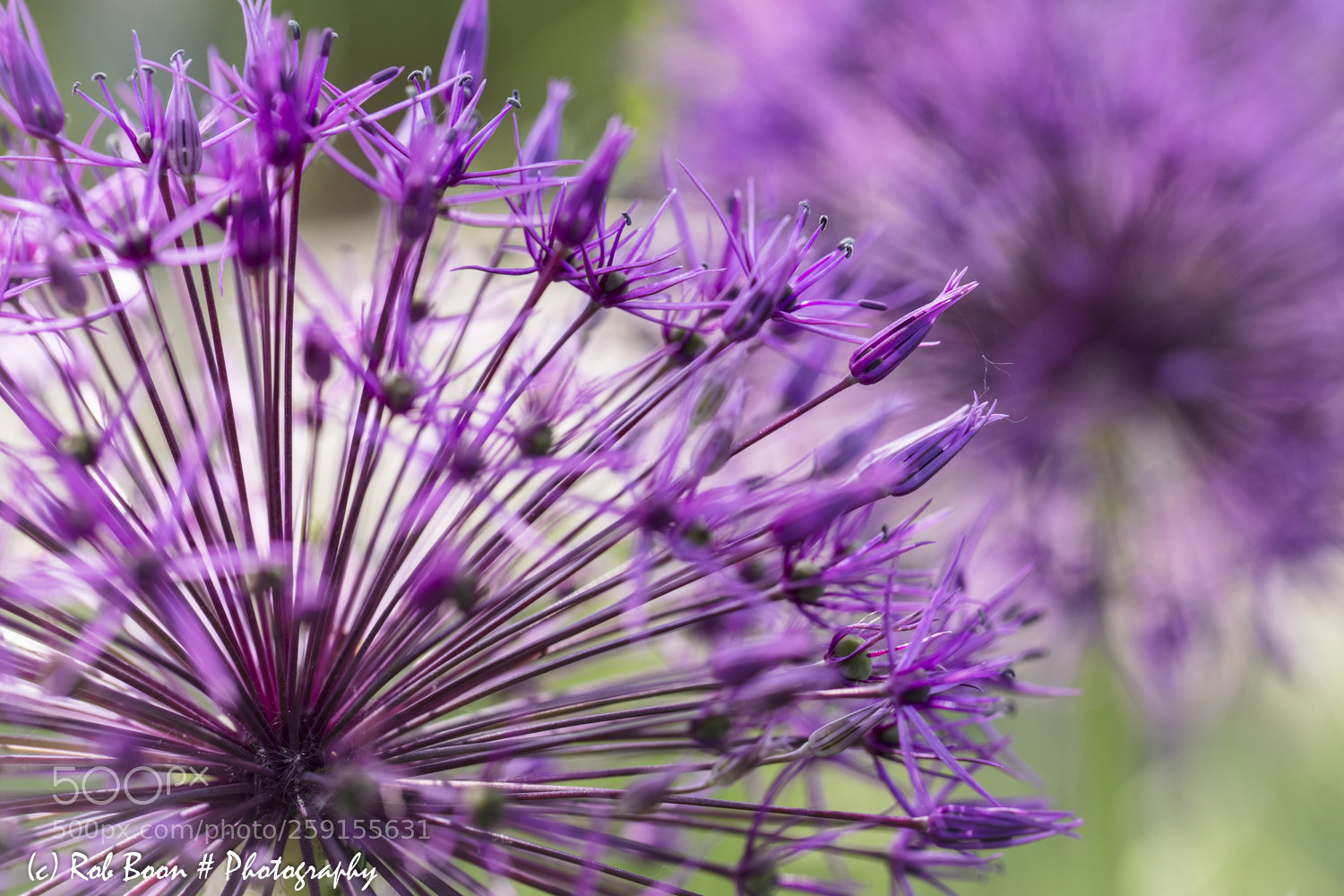 Canon EOS 5DS sample photo. Allium 2 photography