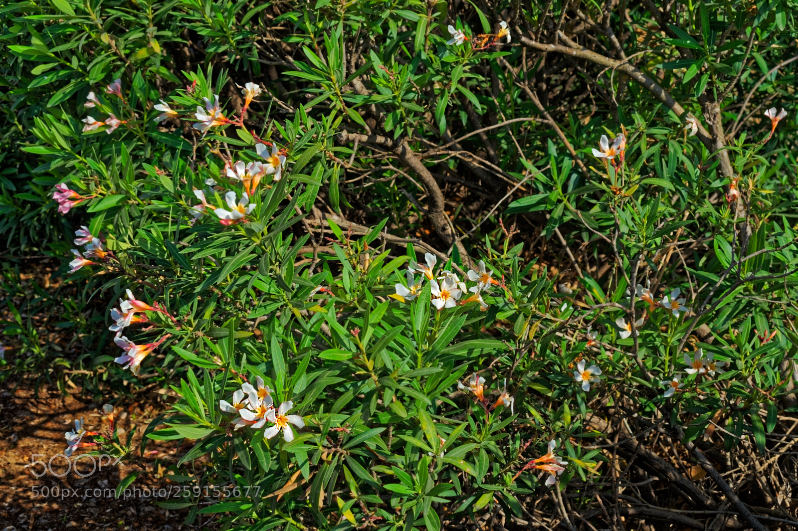 Nikon D5300 sample photo. White flowers on bushs photography