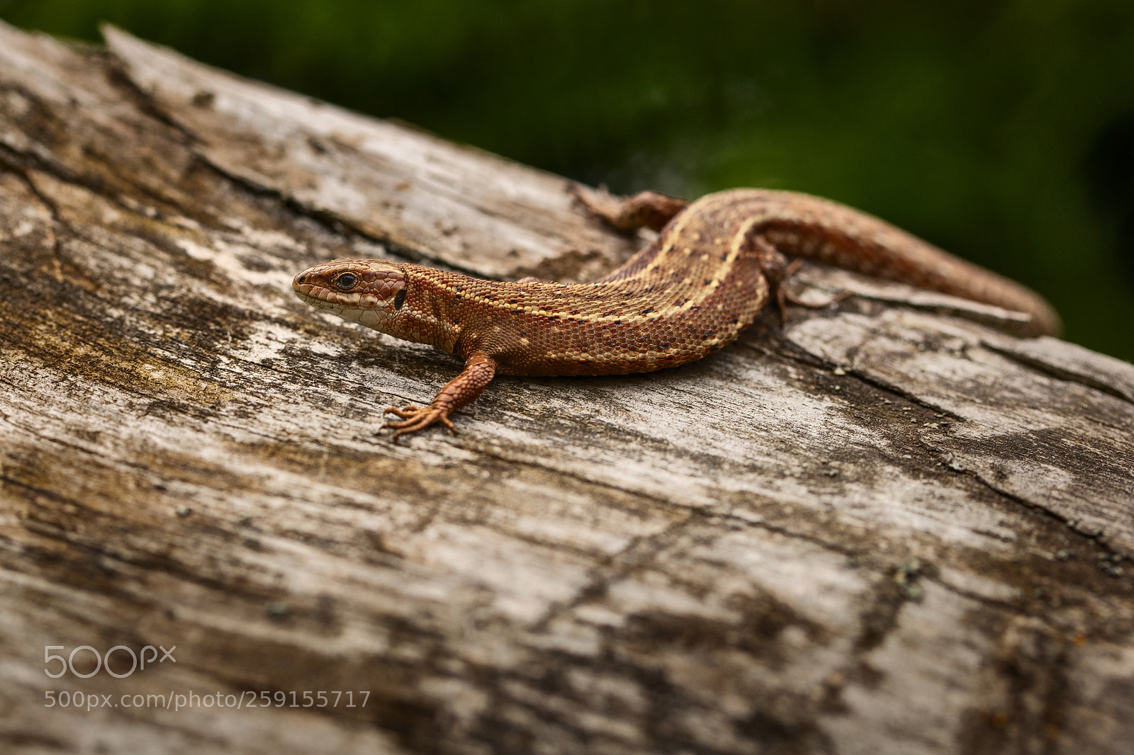 Canon EOS 6D sample photo. Lizard photography