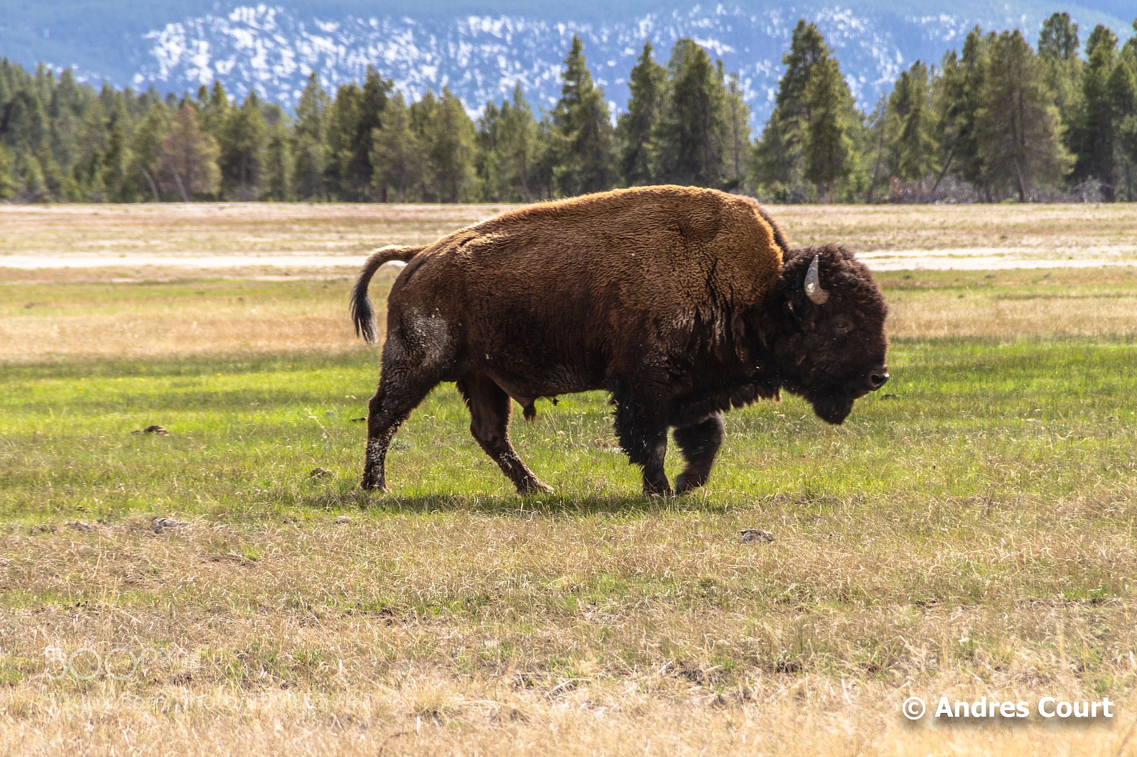 Canon EOS 7D sample photo. Bison photography