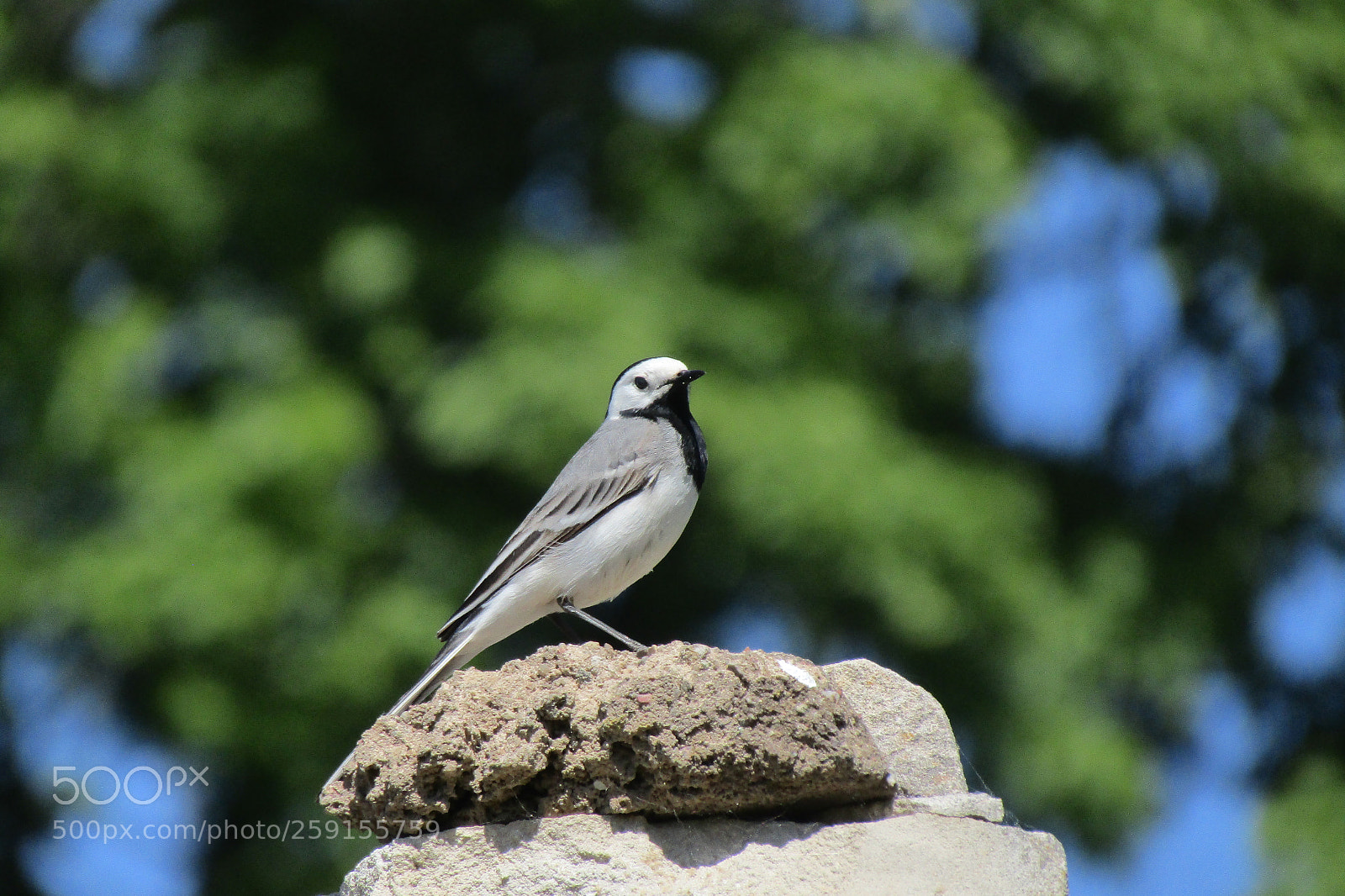 Canon PowerShot SX410 IS sample photo. White wagtail photography