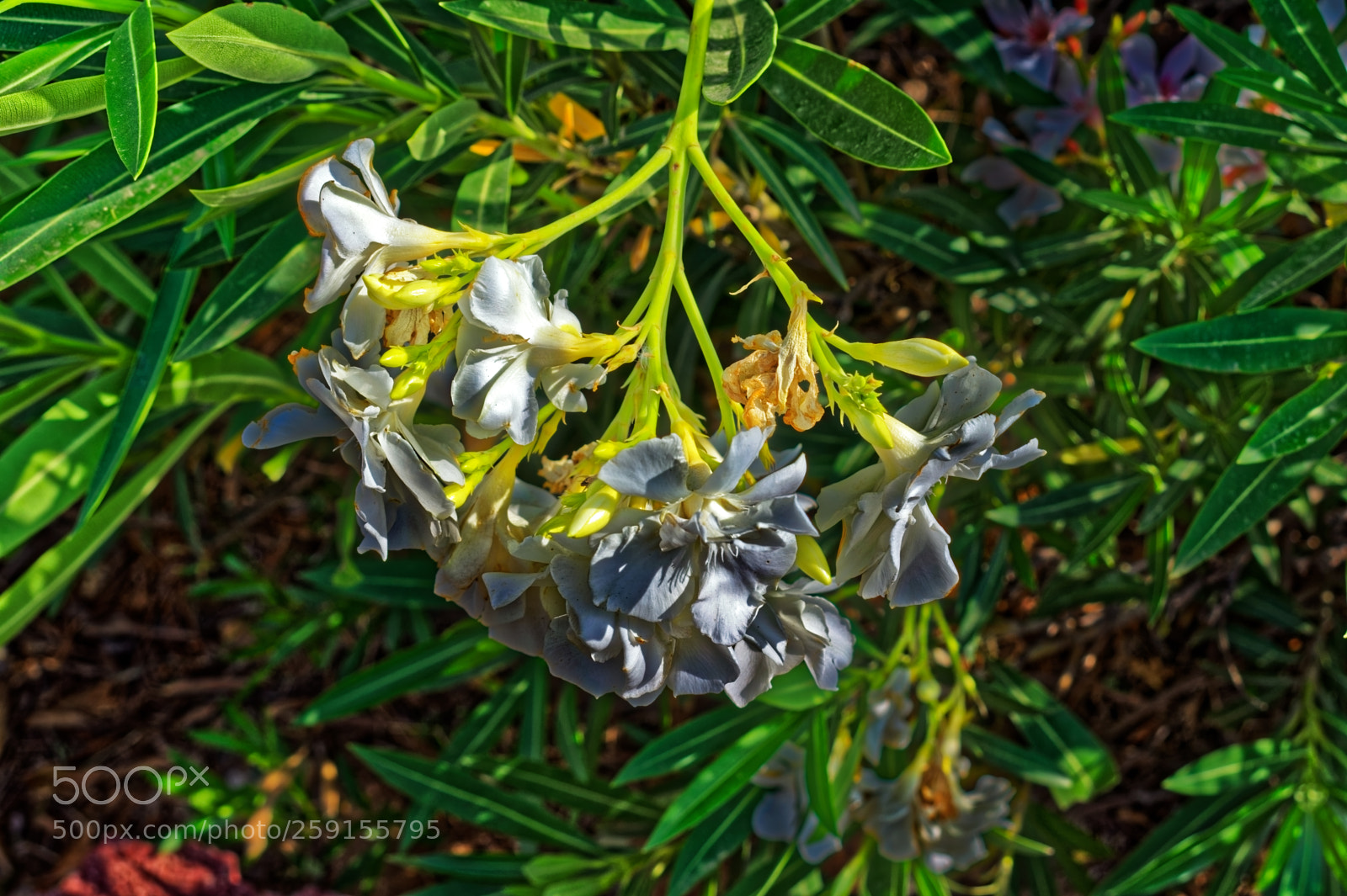 Nikon D5300 sample photo. White grey flowers close photography