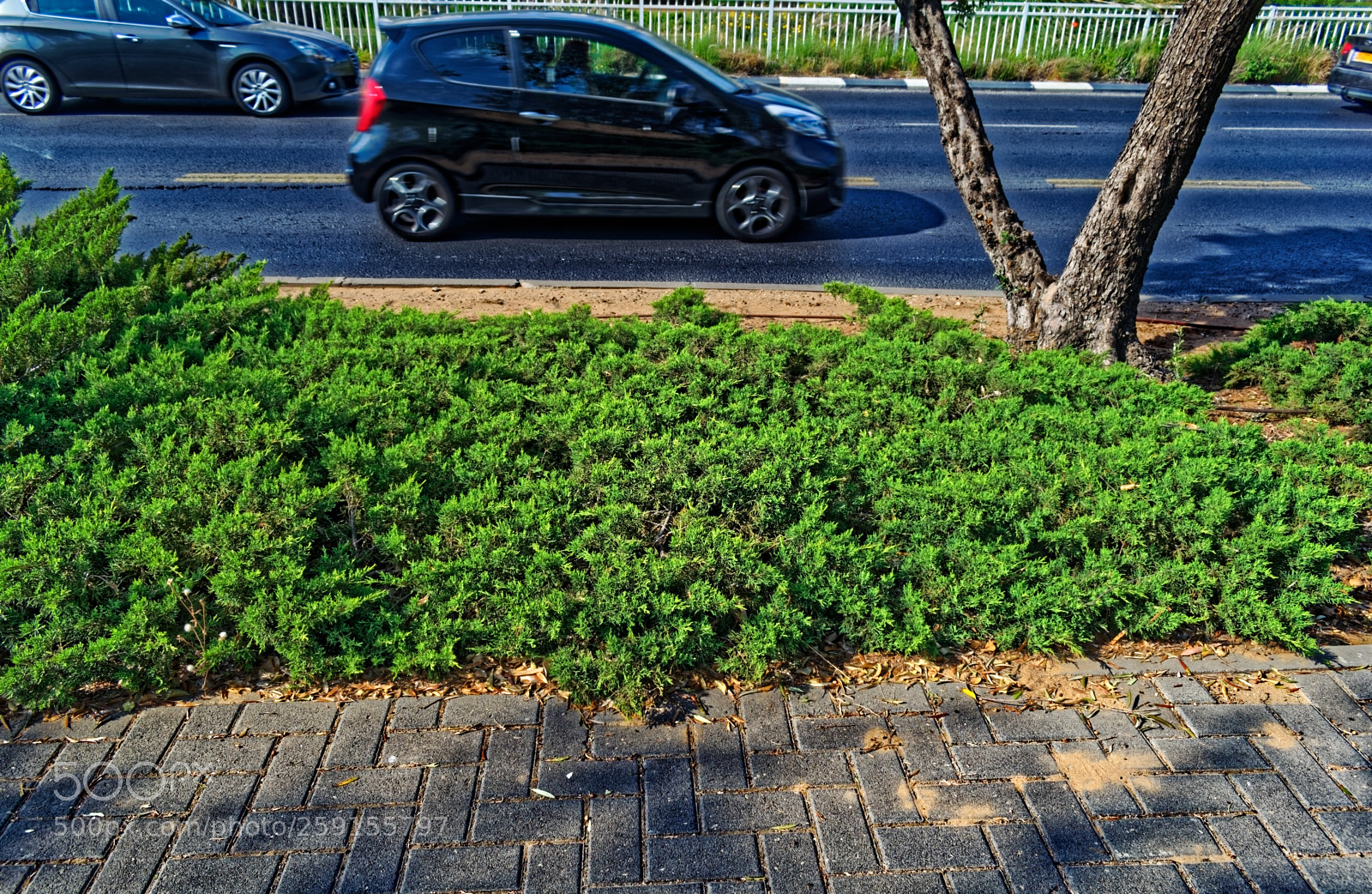 Nikon D5300 sample photo. A line of bushes photography