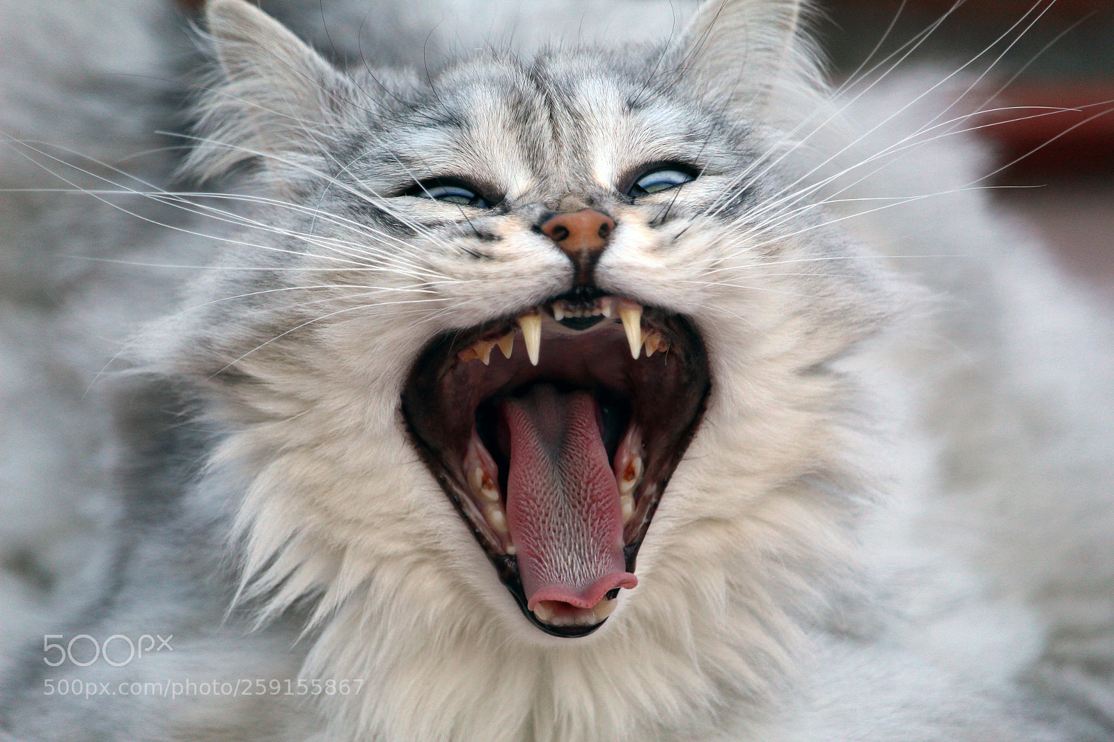 Canon EOS 1200D (EOS Rebel T5 / EOS Kiss X70 / EOS Hi) sample photo. Pennywise photography