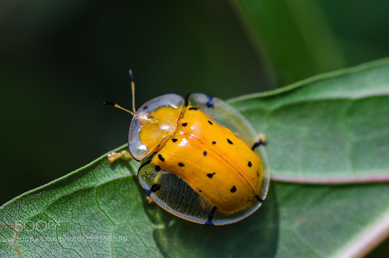 Nikon D7000 sample photo. Tortoise beetle photography