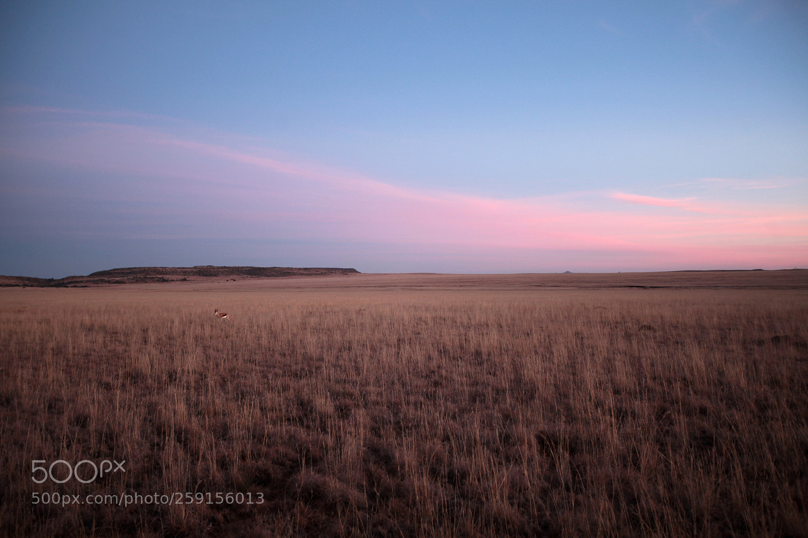 Canon EOS 5D Mark II sample photo. Maria moroka game reserve photography