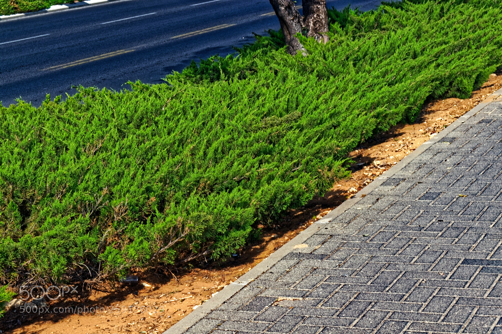 Nikon D5300 sample photo. A row of bushes photography