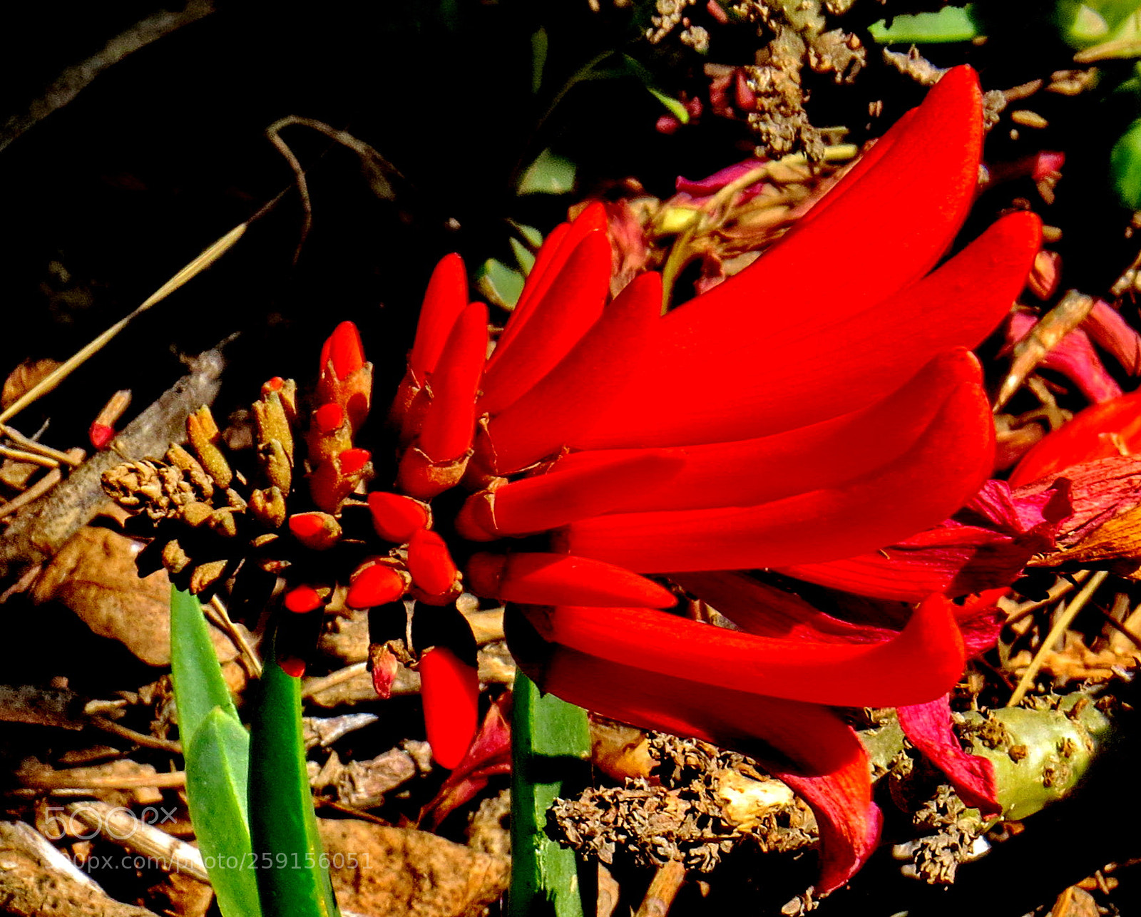 Canon PowerShot SX50 HS sample photo. Red pinecomb flower photography