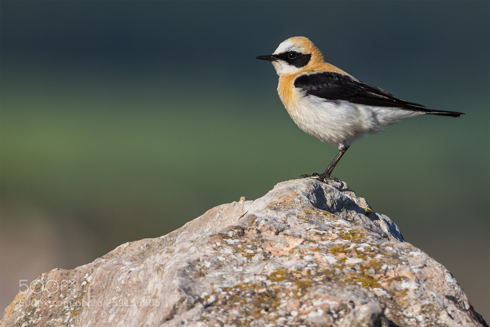 Nikon D7100 sample photo. Black-eared wheatear photography