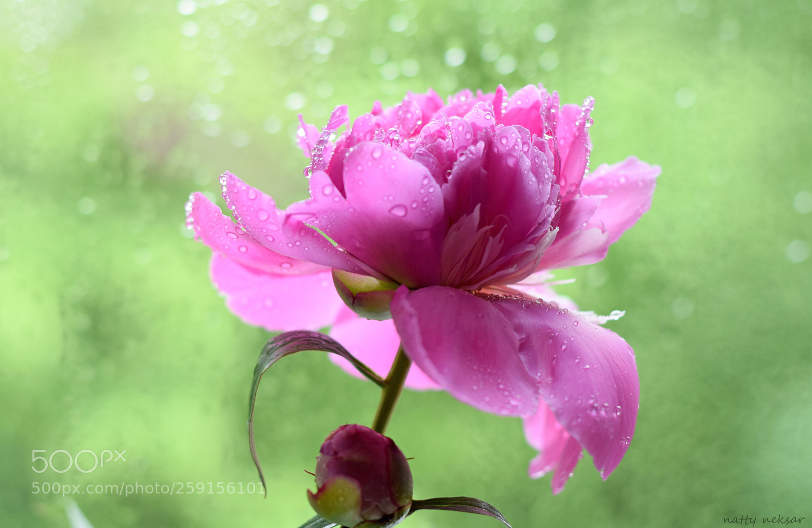 Nikon D5300 sample photo. #springtime...10 photography