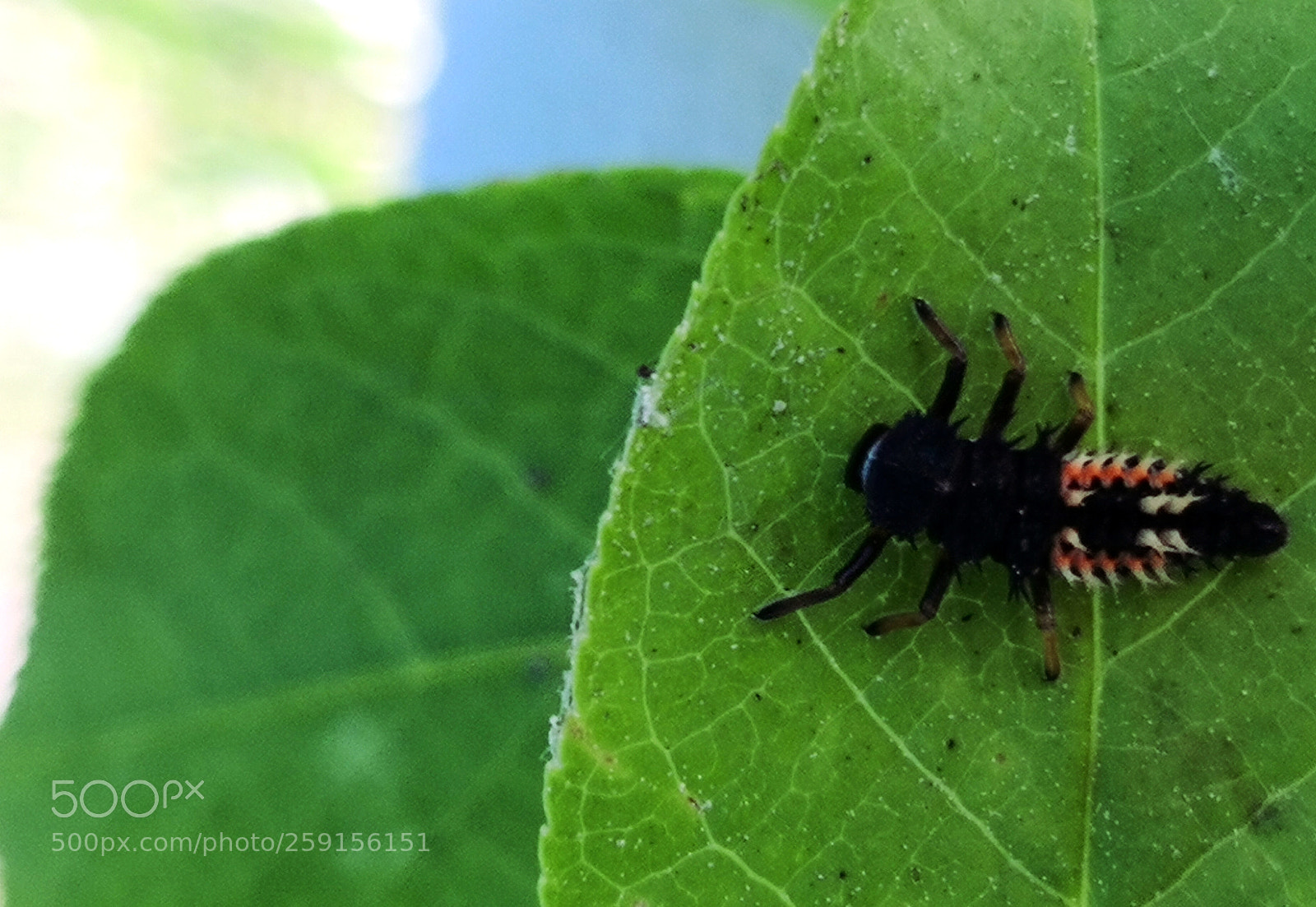 HUAWEI Mate 10 Pro sample photo. Neo-dragon photography