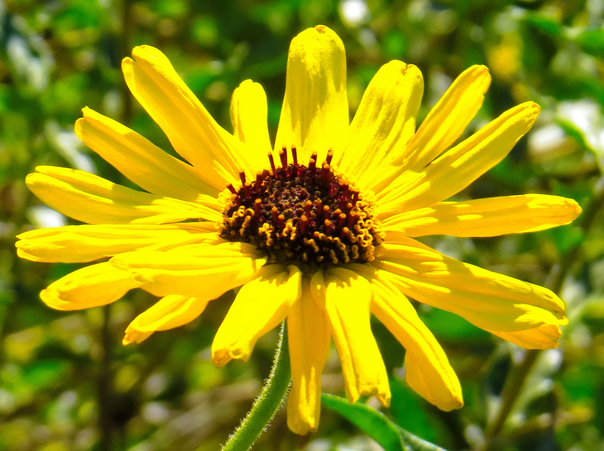 Canon PowerShot SX50 HS + 4.3 - 215.0 mm sample photo. Gold daisy flower photography