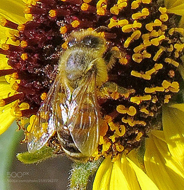 Canon PowerShot SX50 HS sample photo. Bee enjoying a golden photography