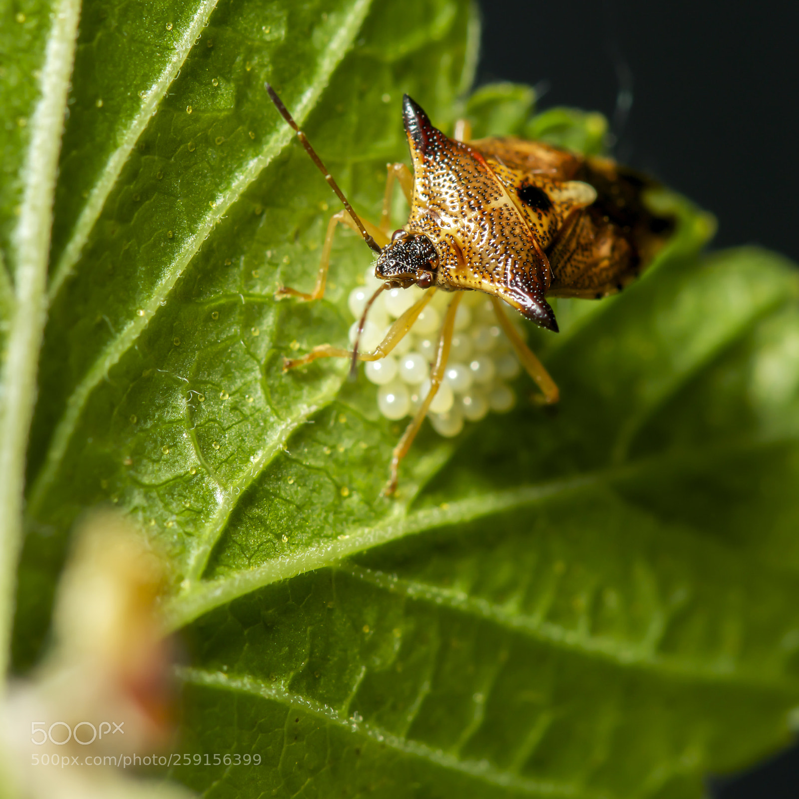 Sony SLT-A77 sample photo. Red-legged shieldbug, pentatoma rufipes. photography