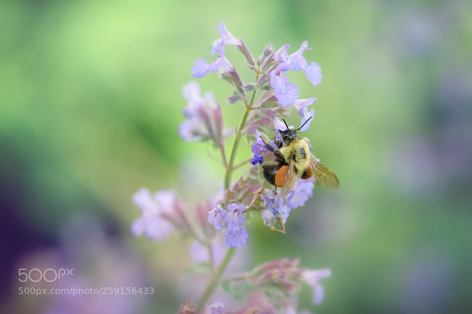 Nikon D700 sample photo. Bumblebee photography