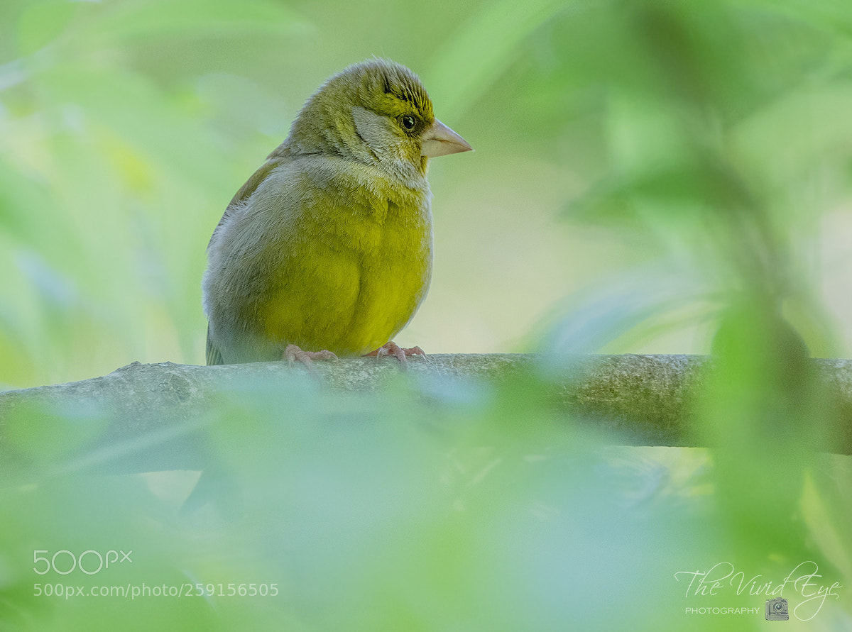 Fujifilm X-T2 sample photo. Greenfinch photography