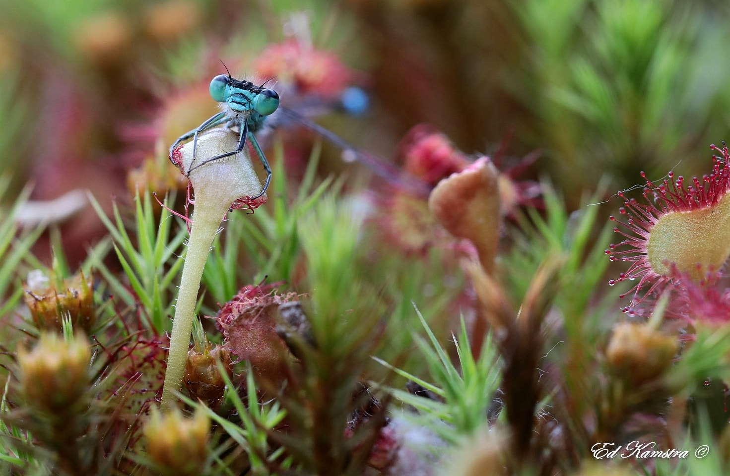 Canon EF 100mm F2.8L Macro IS USM sample photo. The little damselfly photography