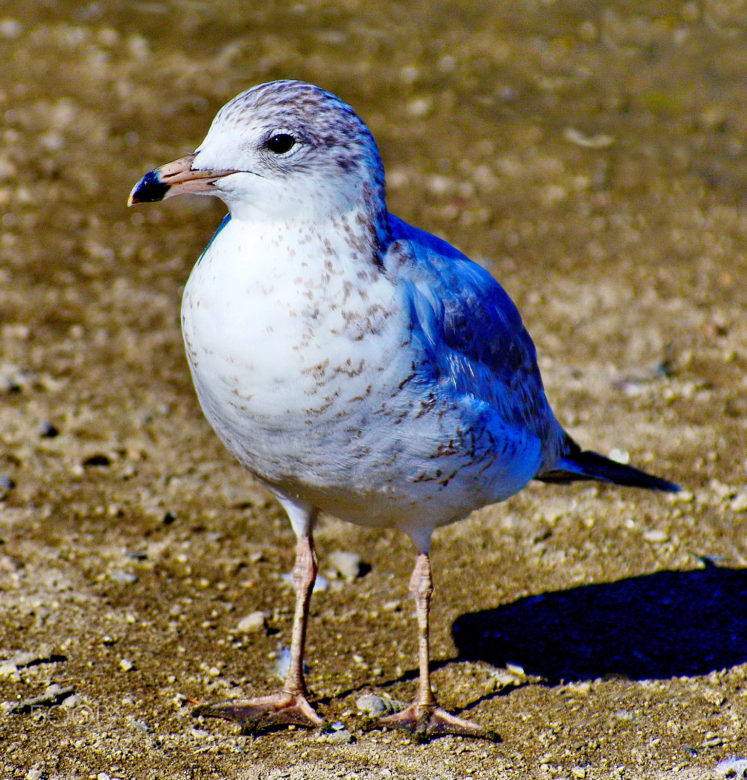 Nikon D7200 sample photo. A baby seagull on photography