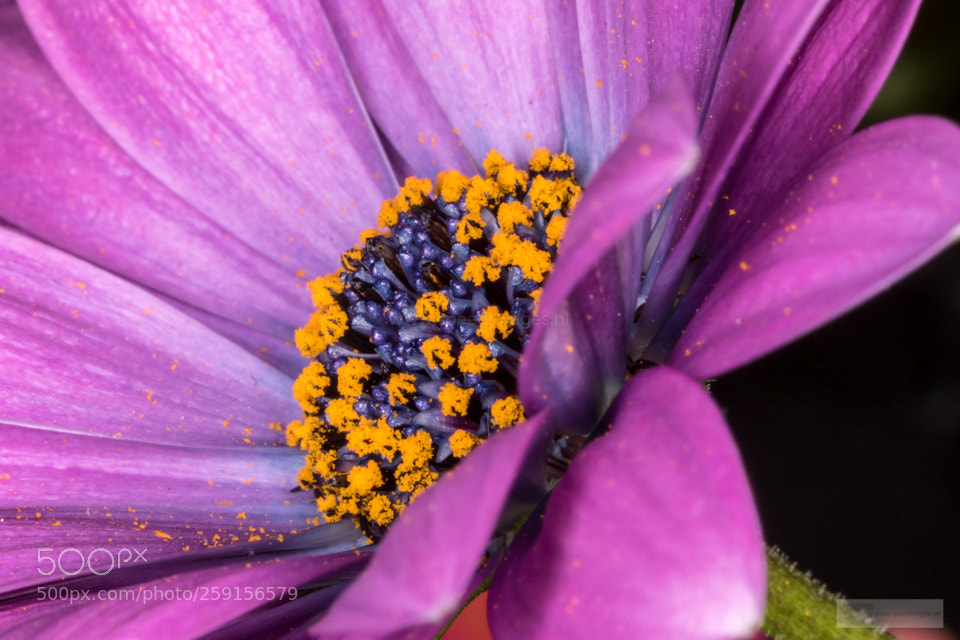 Canon EOS 7D Mark II sample photo. Purple photography