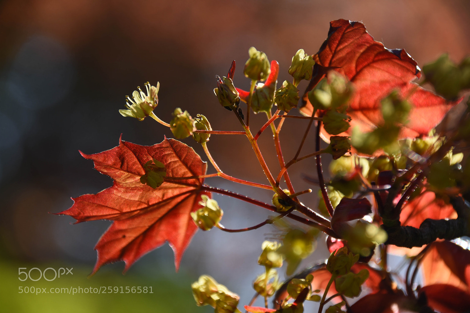 Nikon D7200 sample photo. Spring leaves photography